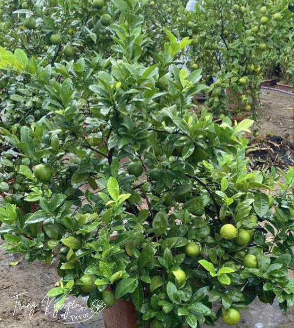 Cây chanh ta - chanh tứ quý