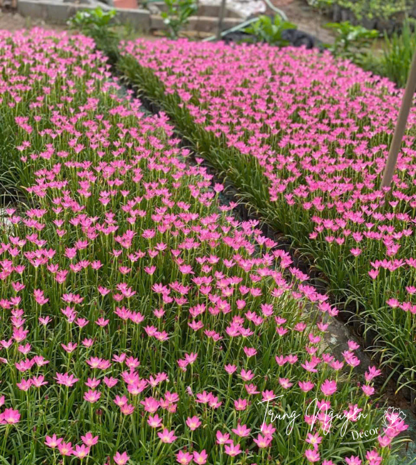 Cây tóc tiên - huệ mưa