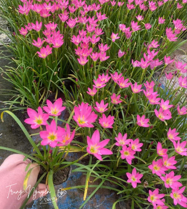 Cây tóc tiên - huệ mưa