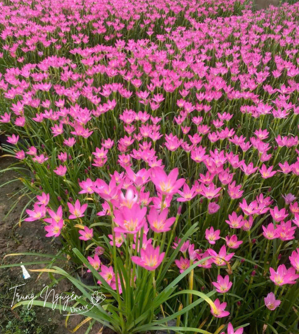 Cây tóc tiên - huệ mưa