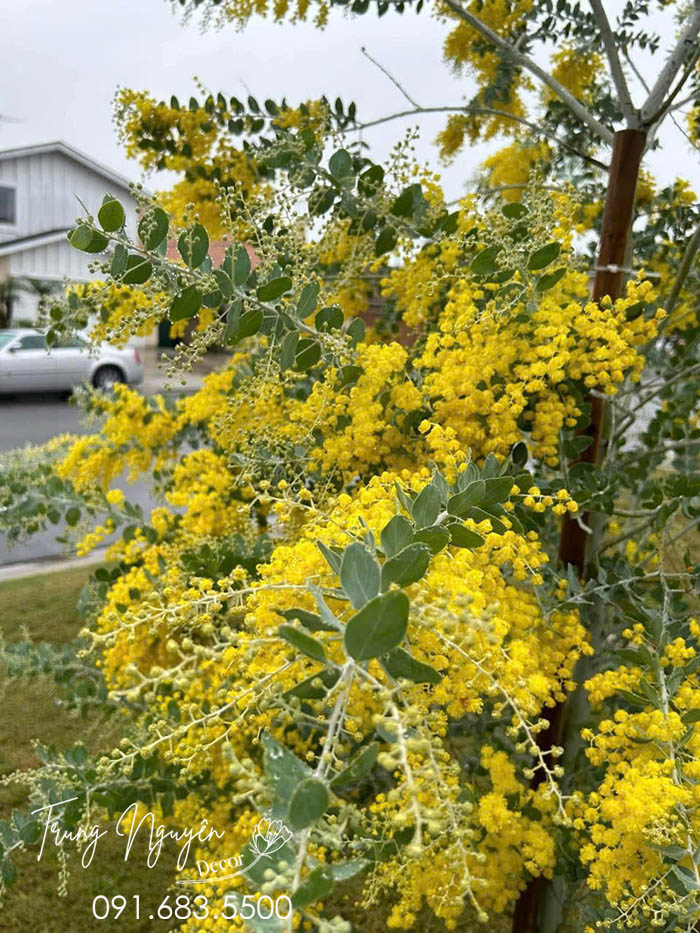 Cây Mimosa