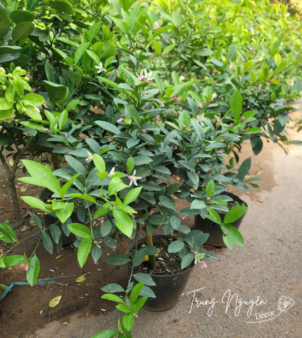 Cây chanh ta - chanh tứ quý