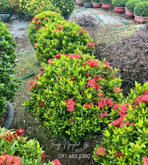 Cây Mẫu Đơn Thái