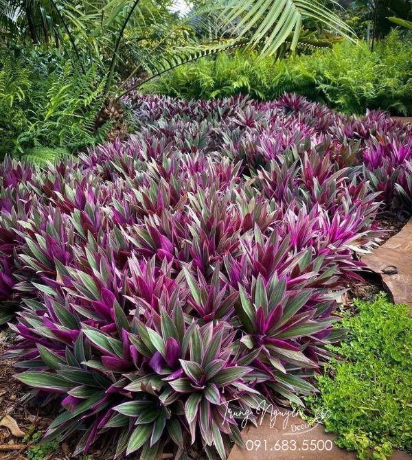 Cây Bảy Sắc Cầu Vồng