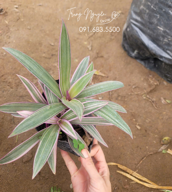 Cây Bảy Sắc Cầu Vồng