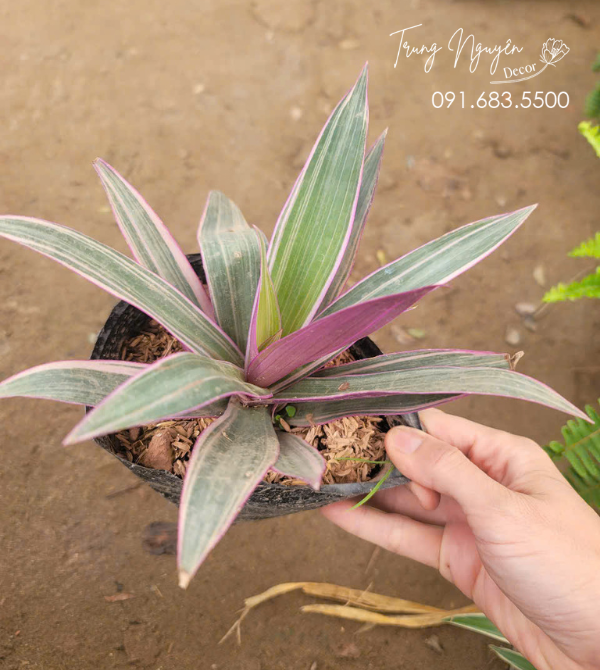 Cây Bảy Sắc Cầu Vồng