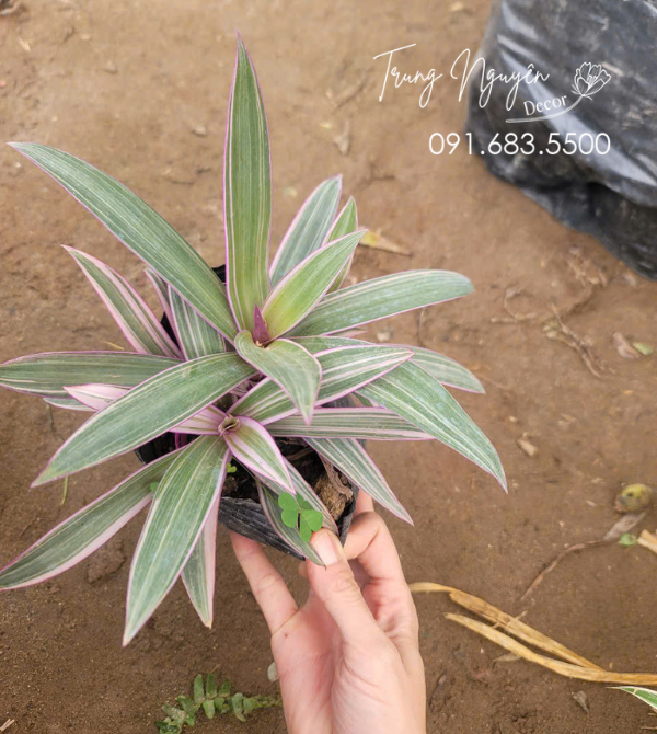 Cây Bảy Sắc Cầu Vồng