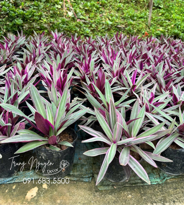 Cây Bảy Sắc Cầu Vồng