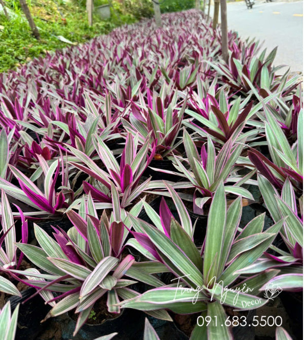 Cây Bảy Sắc Cầu Vồng