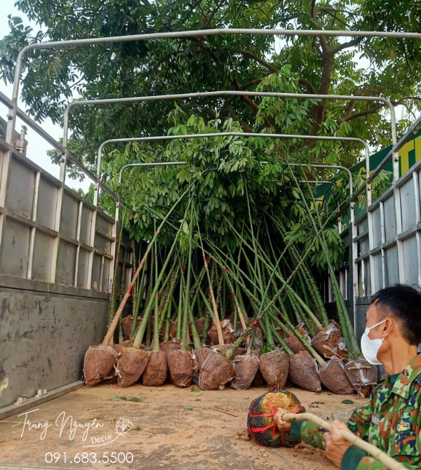 Cây Mỹ Nhân