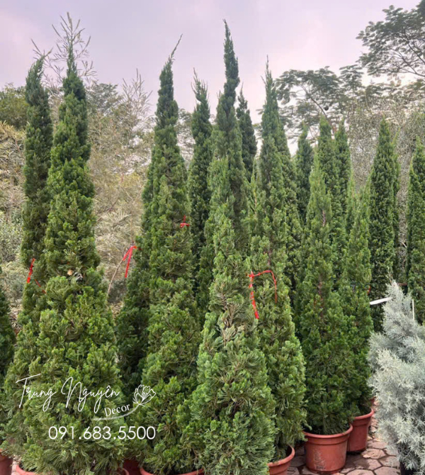 Cây Tùng Ý