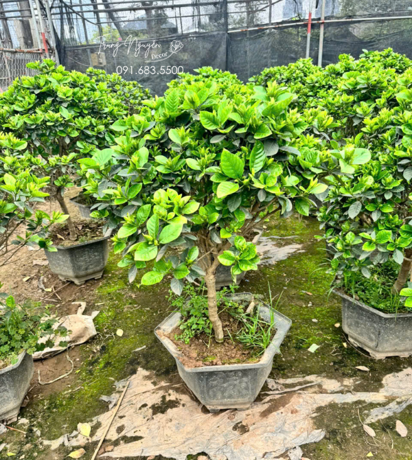 Cây Bạch Thiên Hương - Dành Dành