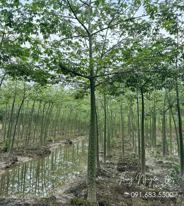 Cây Mỹ Nhân