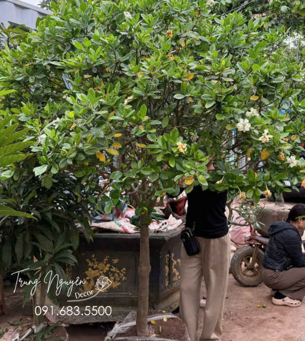 Cây Bạch Thiên Hương - Dành Dành