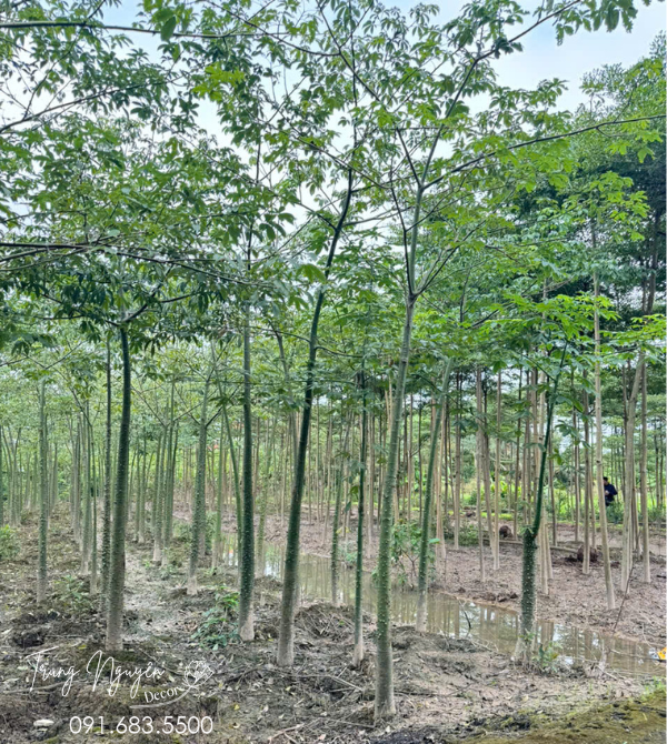 Cây Mỹ Nhân