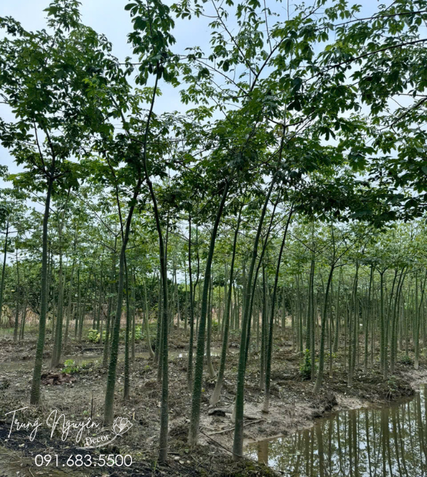 Cây Mỹ Nhân