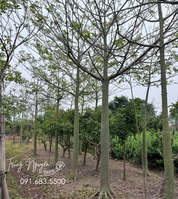 Cây Mỹ Nhân