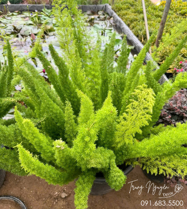 Cây Tùng Đuôi Chồn