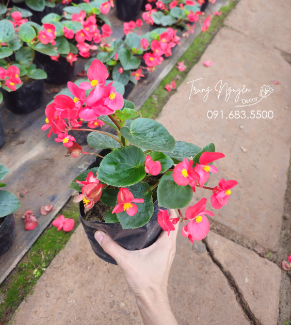 Cây Thu Hải Đường