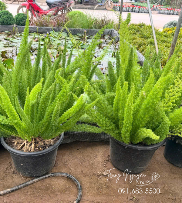 Cây Tùng Đuôi Chồn