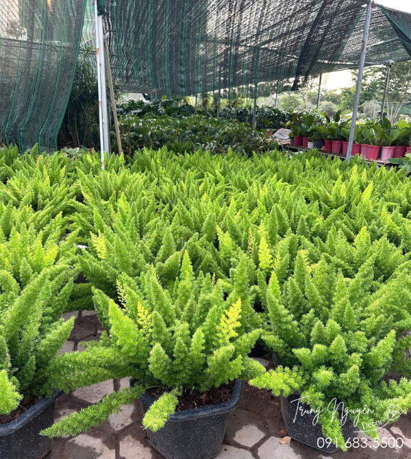 Cây Tùng Đuôi Chồn