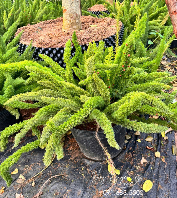 Cây Tùng Đuôi Chồn