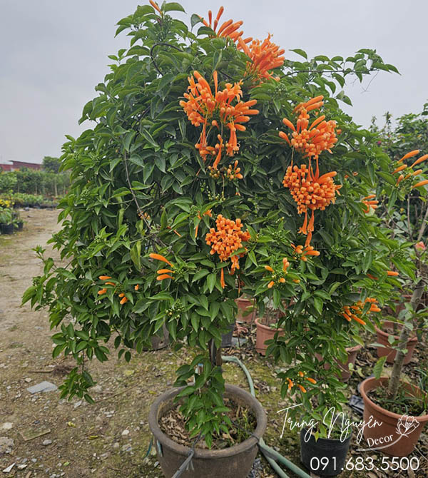 Cây Chùm Ớt – Cây Rạng Đông