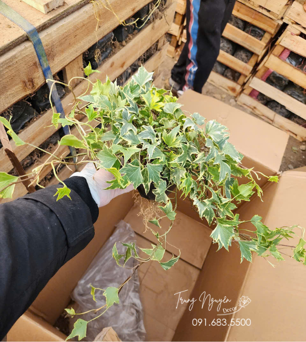 Cây Thường Xuân