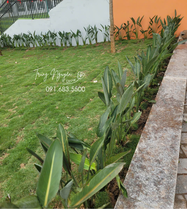 Cây hoa Thiên Điểu Mỏ Hạc