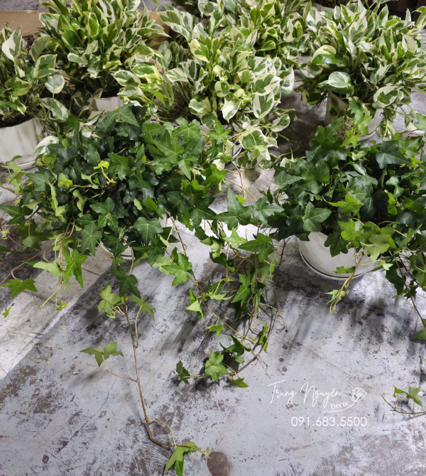 Cây Thường Xuân