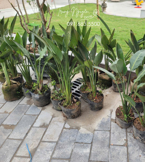 Cây hoa Thiên Điểu Mỏ Hạc