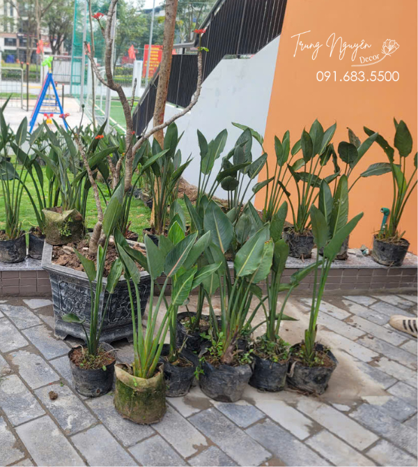 Cây hoa Thiên Điểu Mỏ Hạc