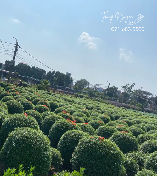 Cây Mai Vạn Phúc