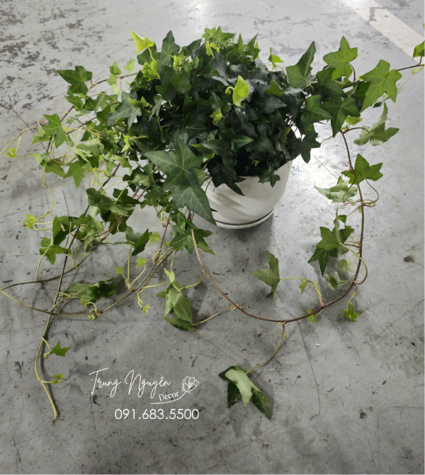 Cây Thường Xuân