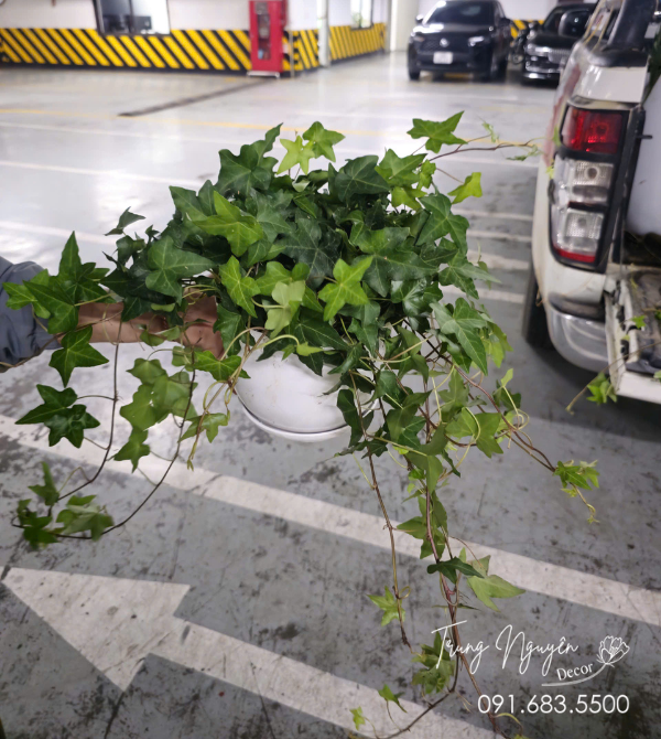 Cây Thường Xuân