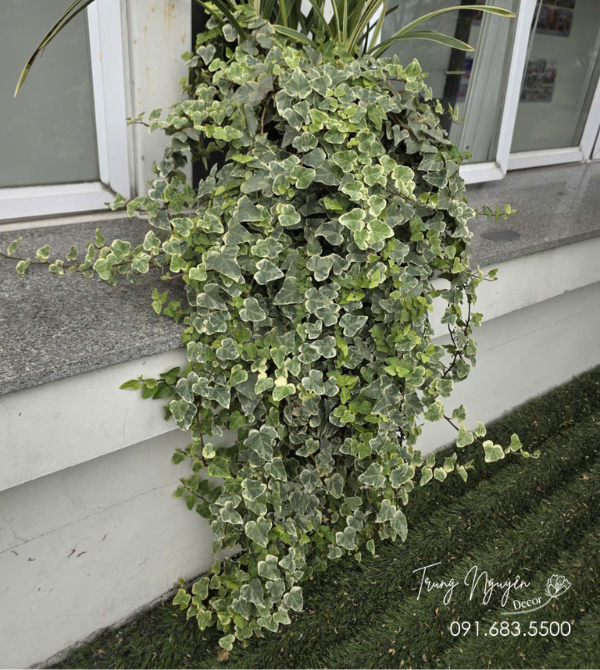 Cây Thường Xuân