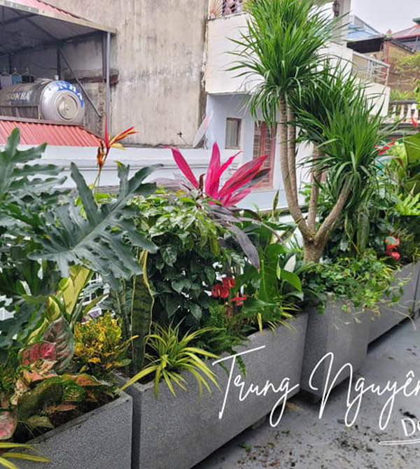 Setup cây trồng ban công, giếng trời nhà phố