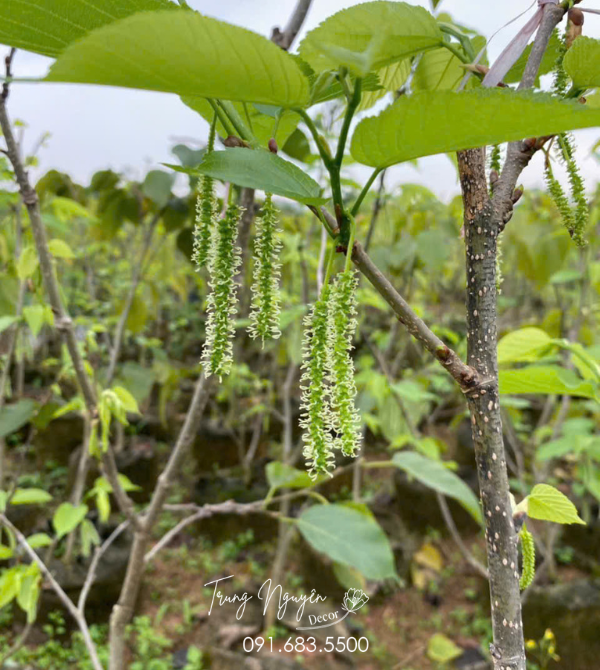 Cây Dâu Tằm Đài Loan