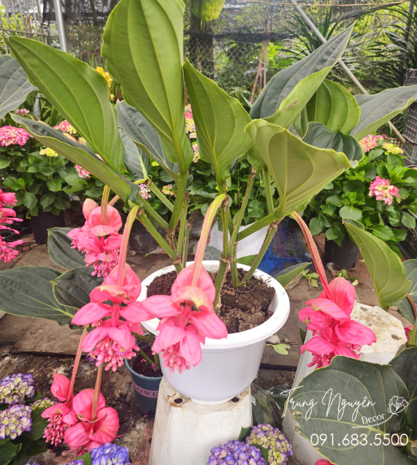 Hòn Ngọc Viễn Đông