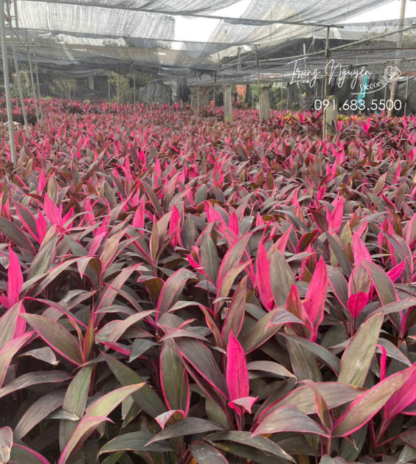 Cây Huyết Dụ Đỏ