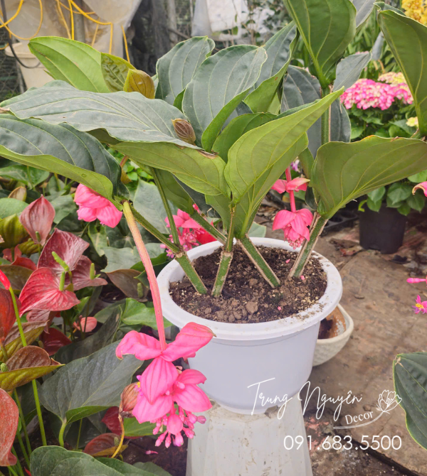 Hòn Ngọc Viễn Đông