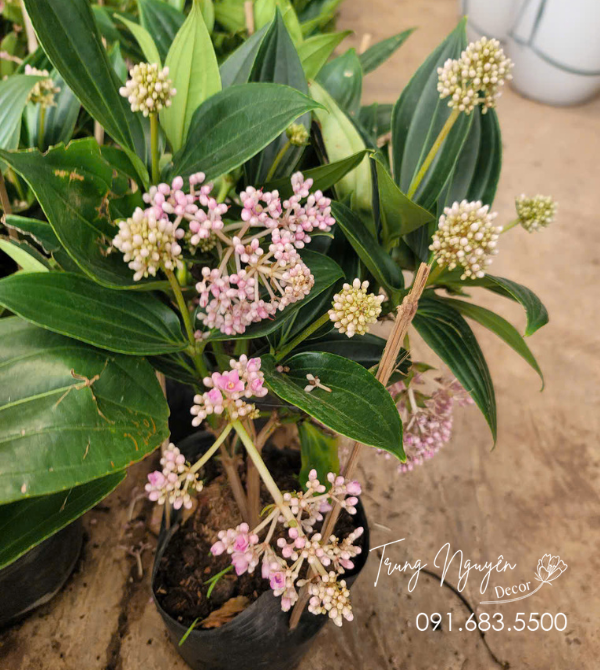 Hòn Ngọc Viễn Đông