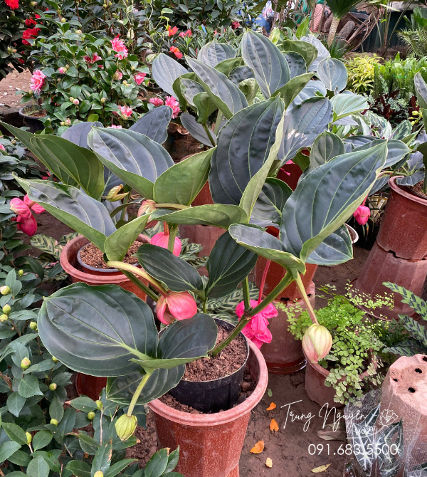 Hòn Ngọc Viễn Đông