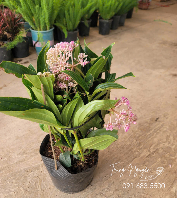 Hòn Ngọc Viễn Đông