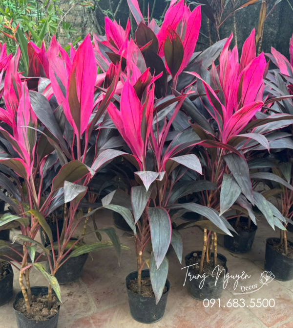 Cây Huyết Dụ Đỏ