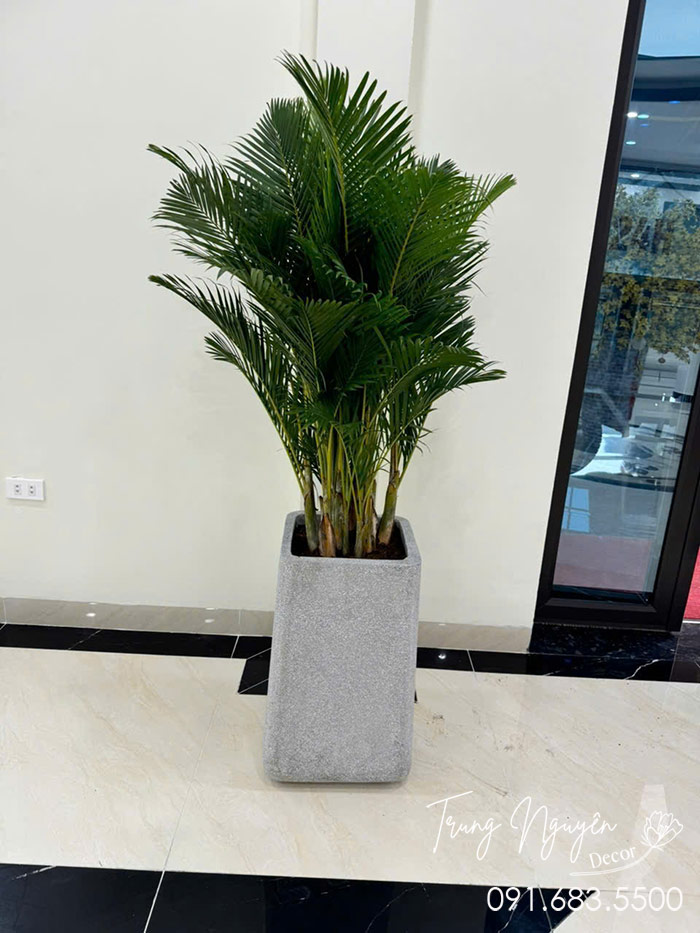 Cây cau lụa - Cau nhật vàng