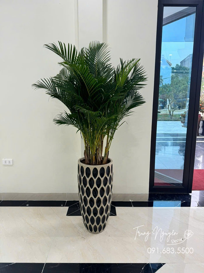 Cây cau lụa - Cau nhật vàng