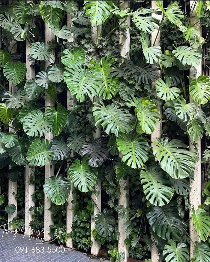 Cây Trầu Bà Montera