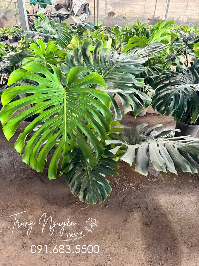 Cây Trầu Bà Montera