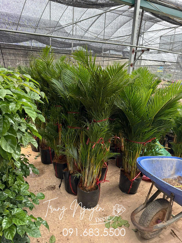 Cây cau lụa - Cau nhật vàng